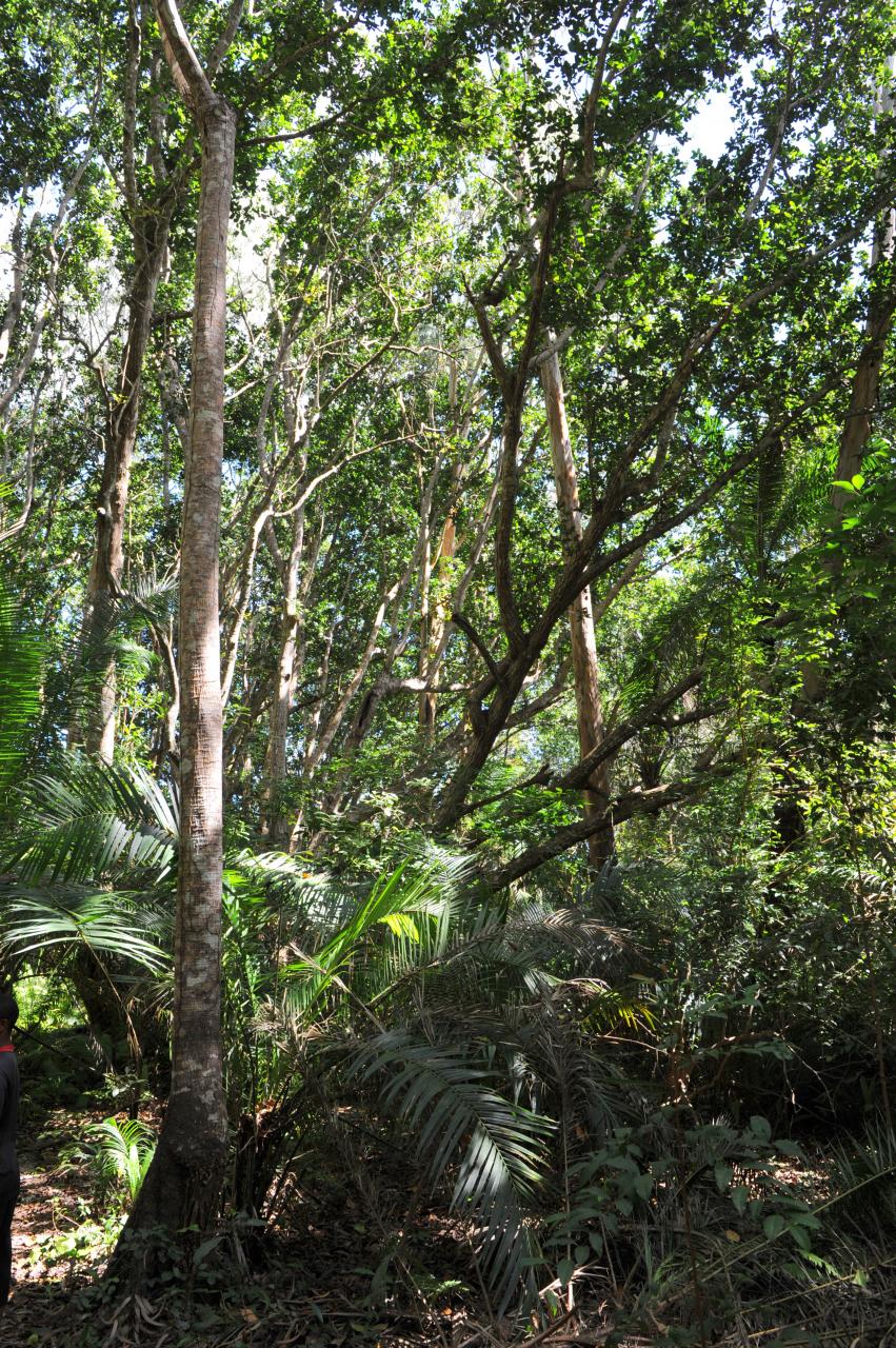 Forêt de Jozani