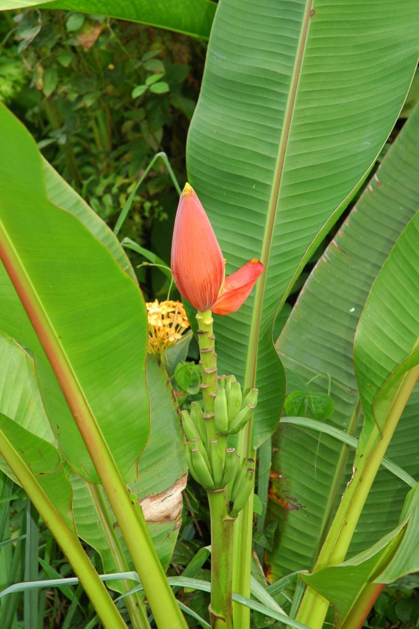 Faune et Flore de la Martinique