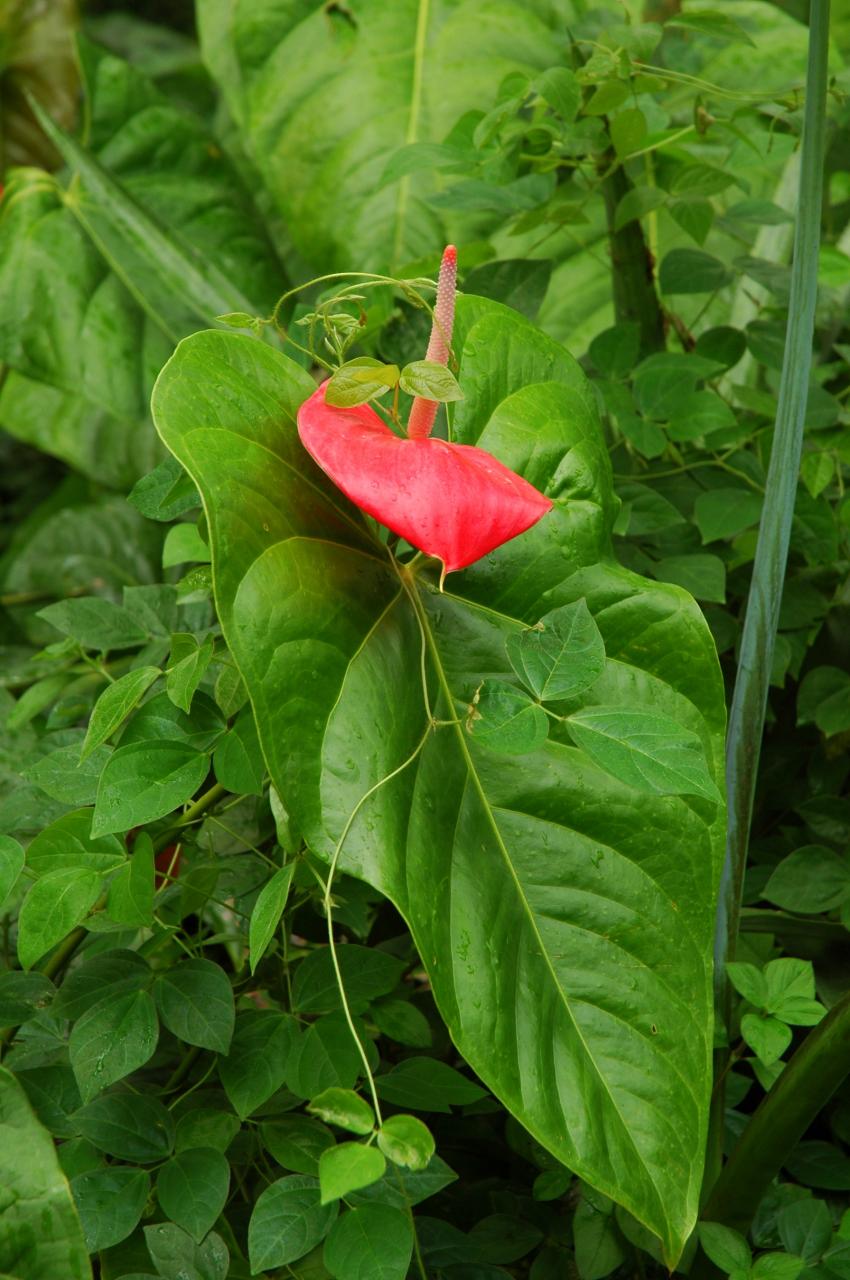 Faune et Flore de la Martinique