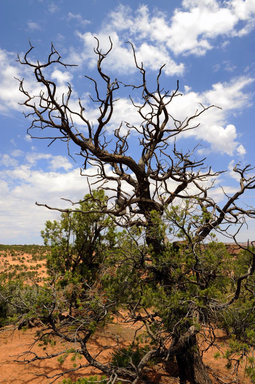 Balade dans le National Navajo Monument