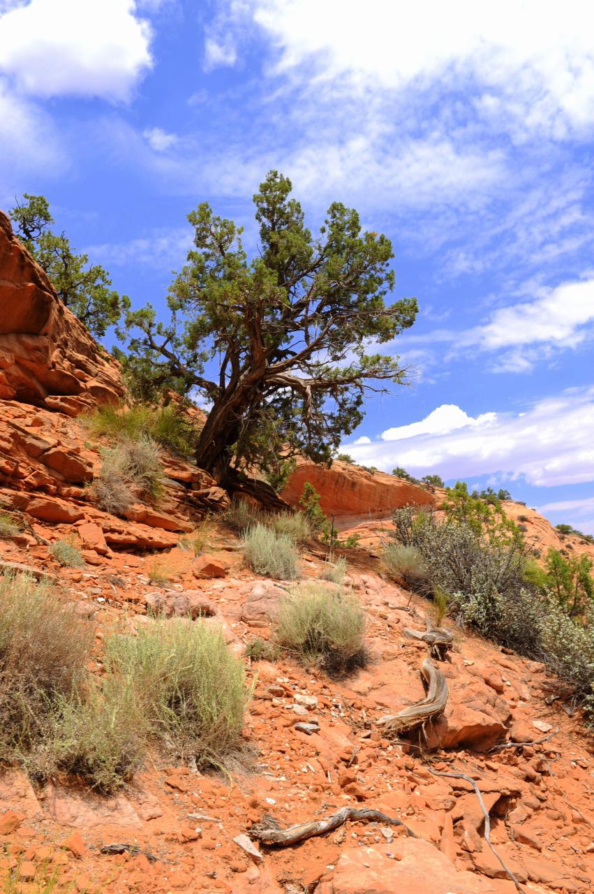 Balade dans le National Navajo Monument